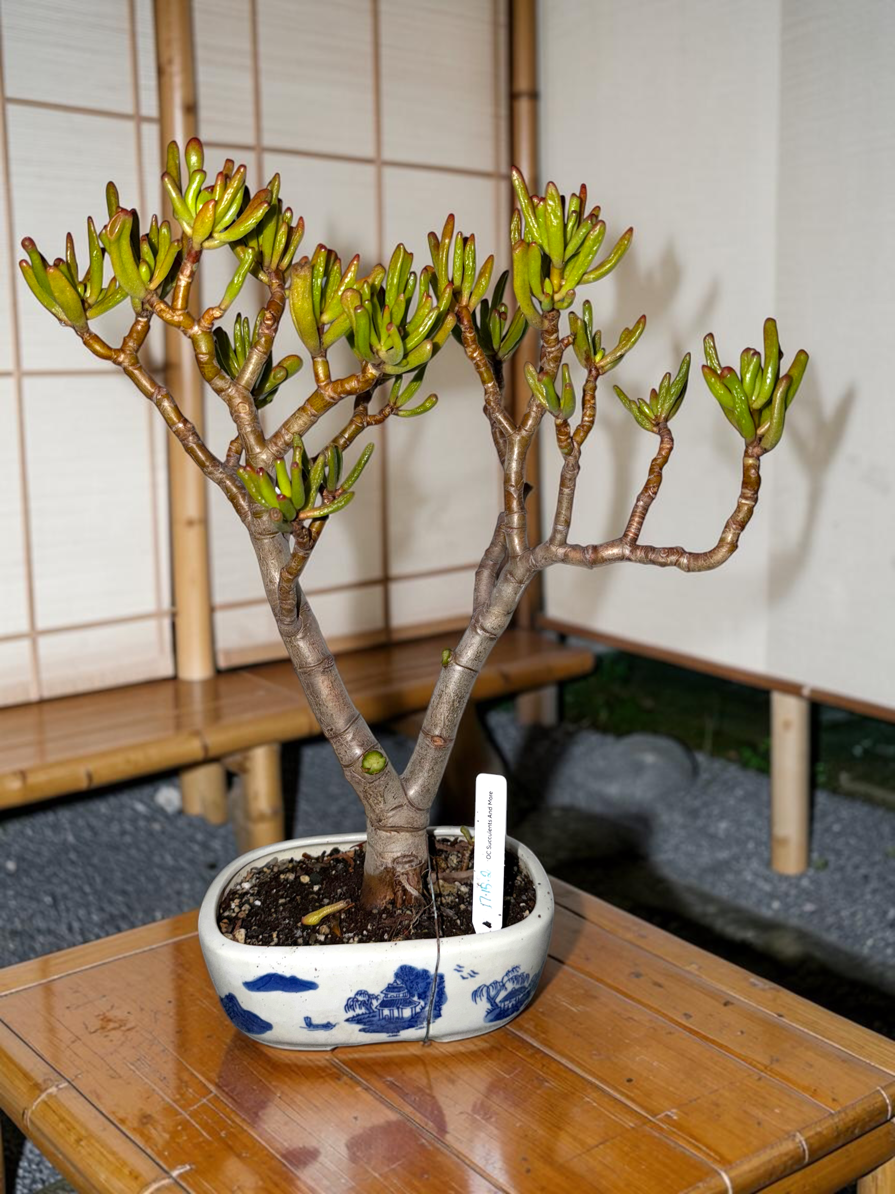 Crassula Ovata Gollum | Hobbit Jade | Y-Shaped Bonsai