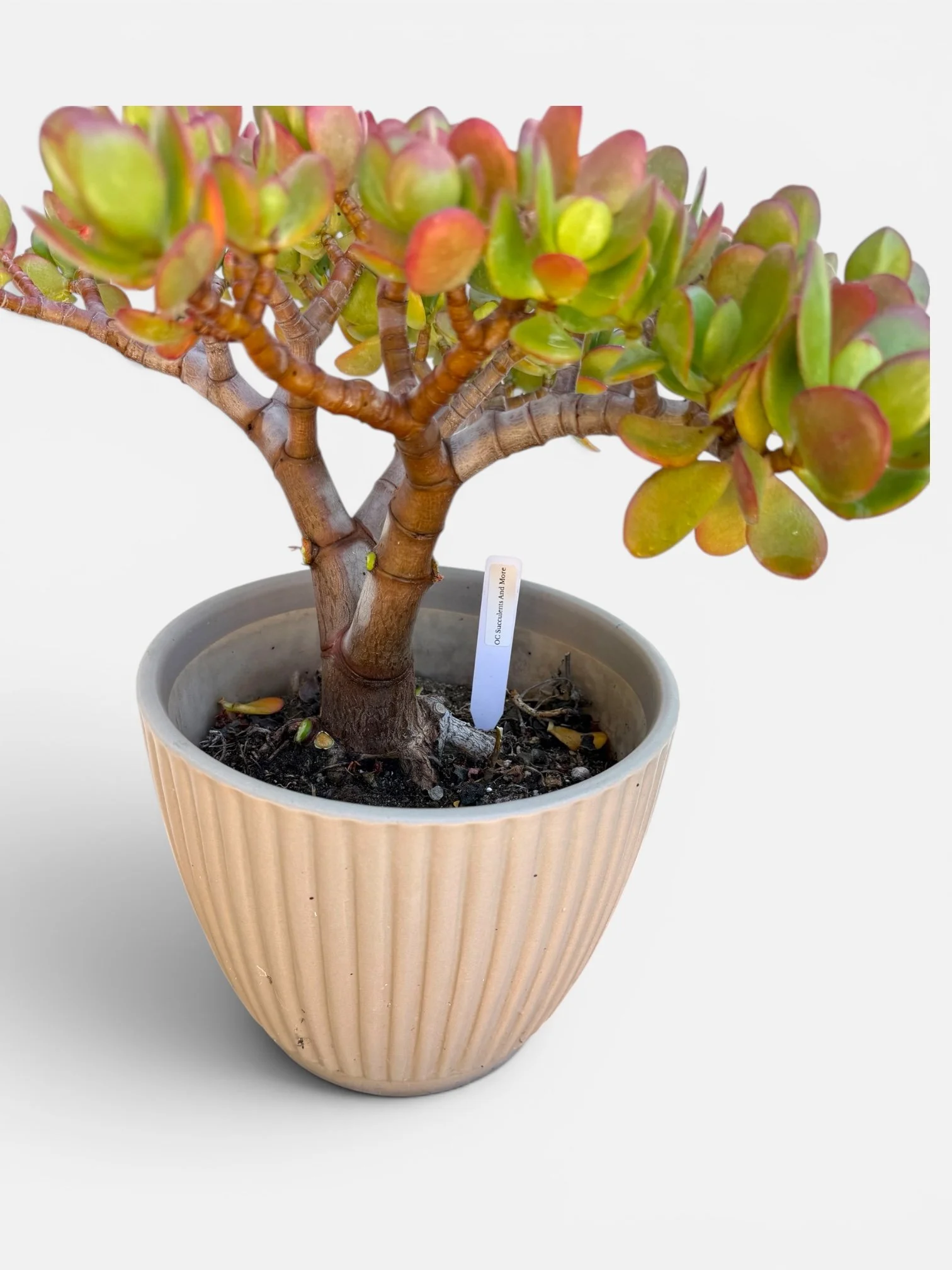 Crassula ovata 'Botany Bay' Bonsai Tree — Feng Shui Money Plant - view 5