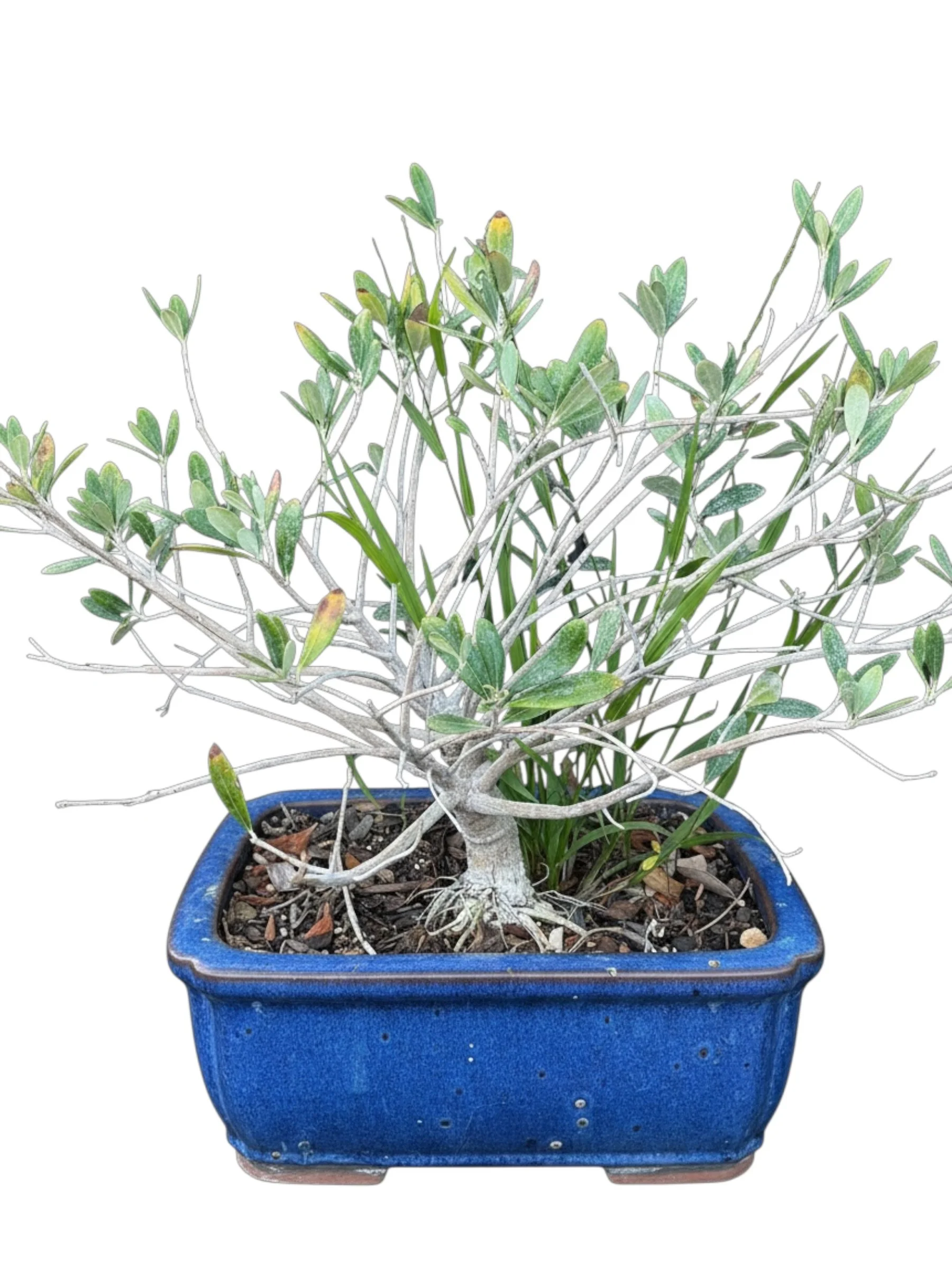 Rare Little Ollie Olive Bonsai Tree- Olea Europaea Tree - view 3