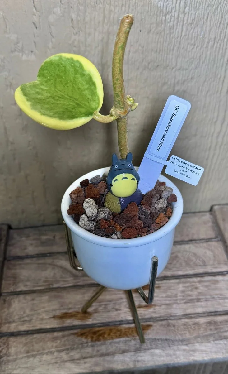 Hoya Kerrii Variegated | Sweetheart Plant | Blue Stand Pot - view 3