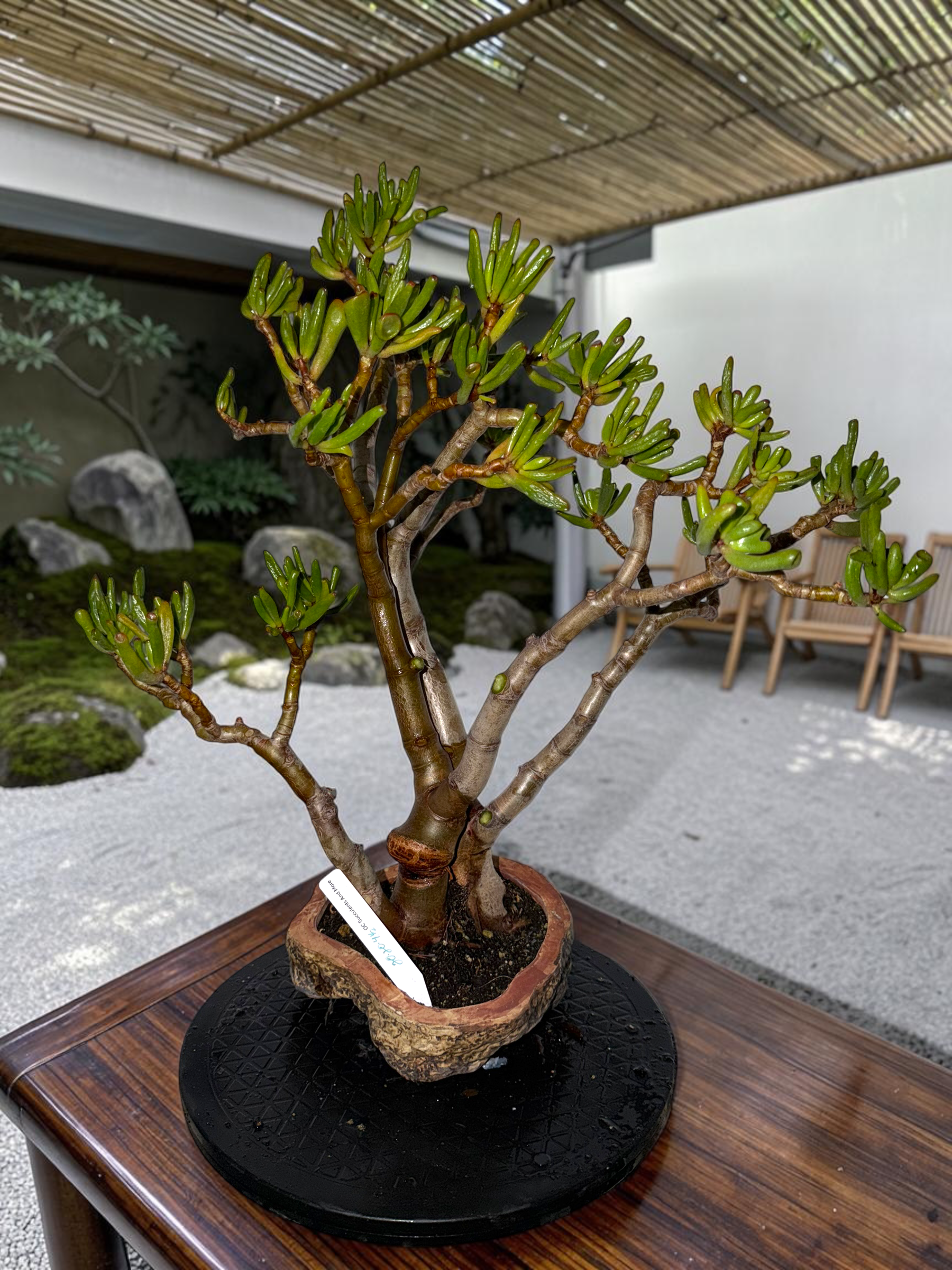 IMG_6559-Photoroom.PNG