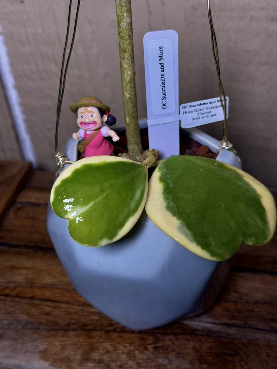 Hoya Kerrii Variegated | Sweetheart Plant | Hanging Pot Mei - view 3