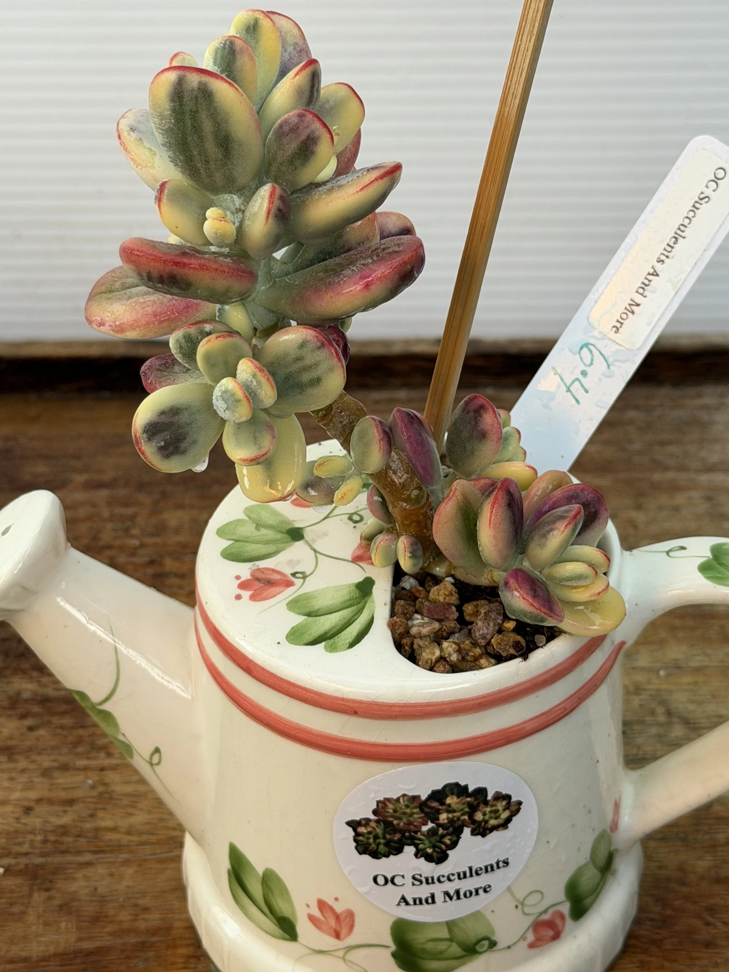 Live Cotyledon Orbiculata | Rare Korean Variegated