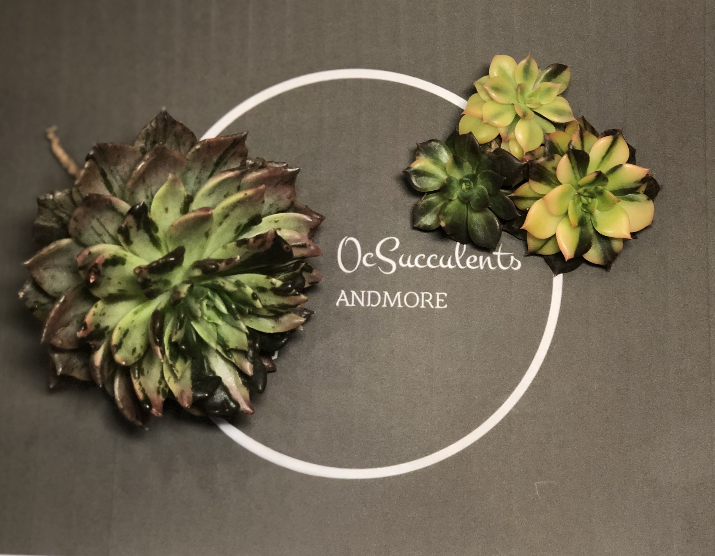 Echeveria Black Prince Variegated OC Succulents And More