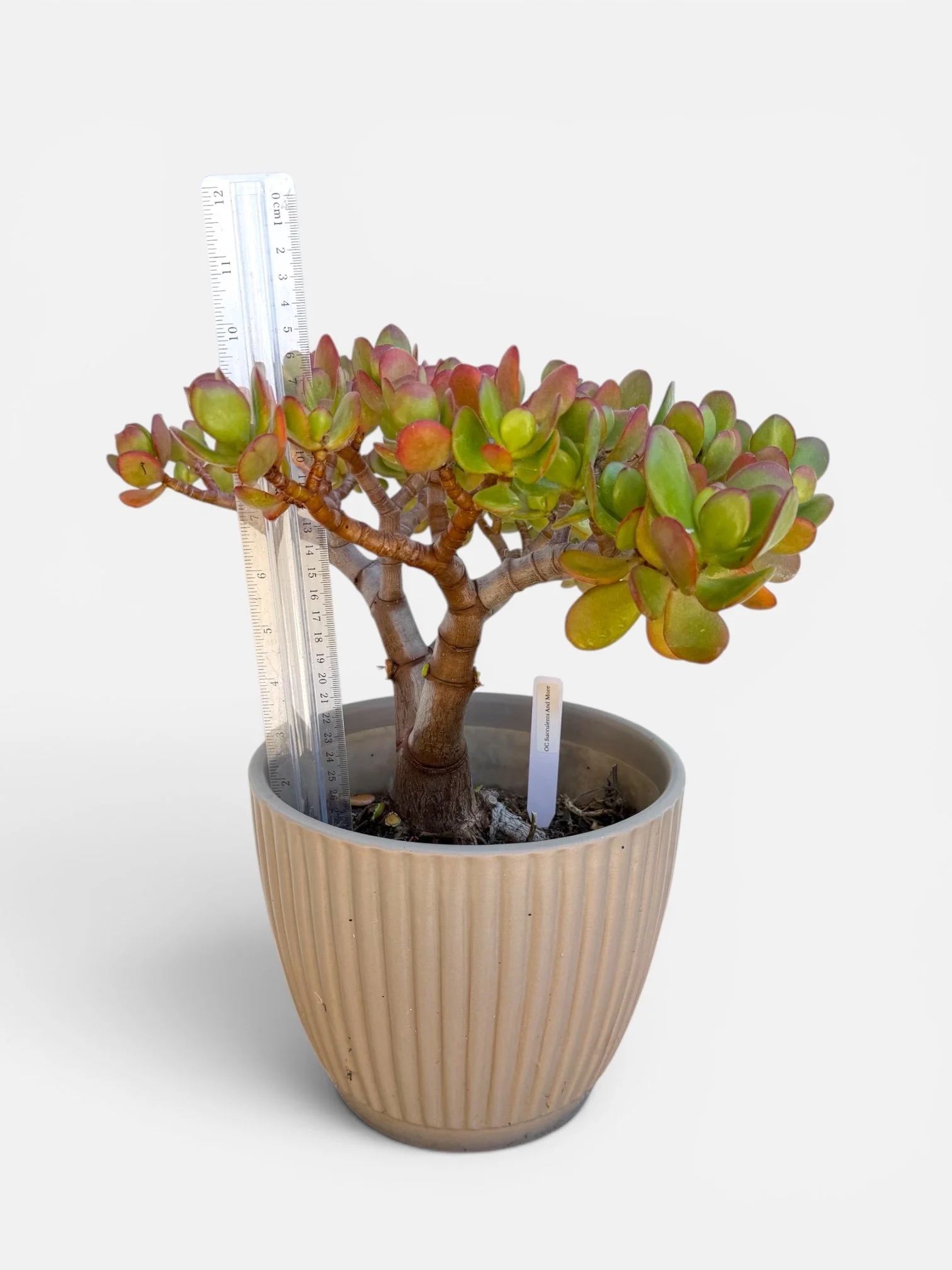 Crassula ovata 'Botany Bay' Bonsai Tree — Feng Shui Money Plant - view 2