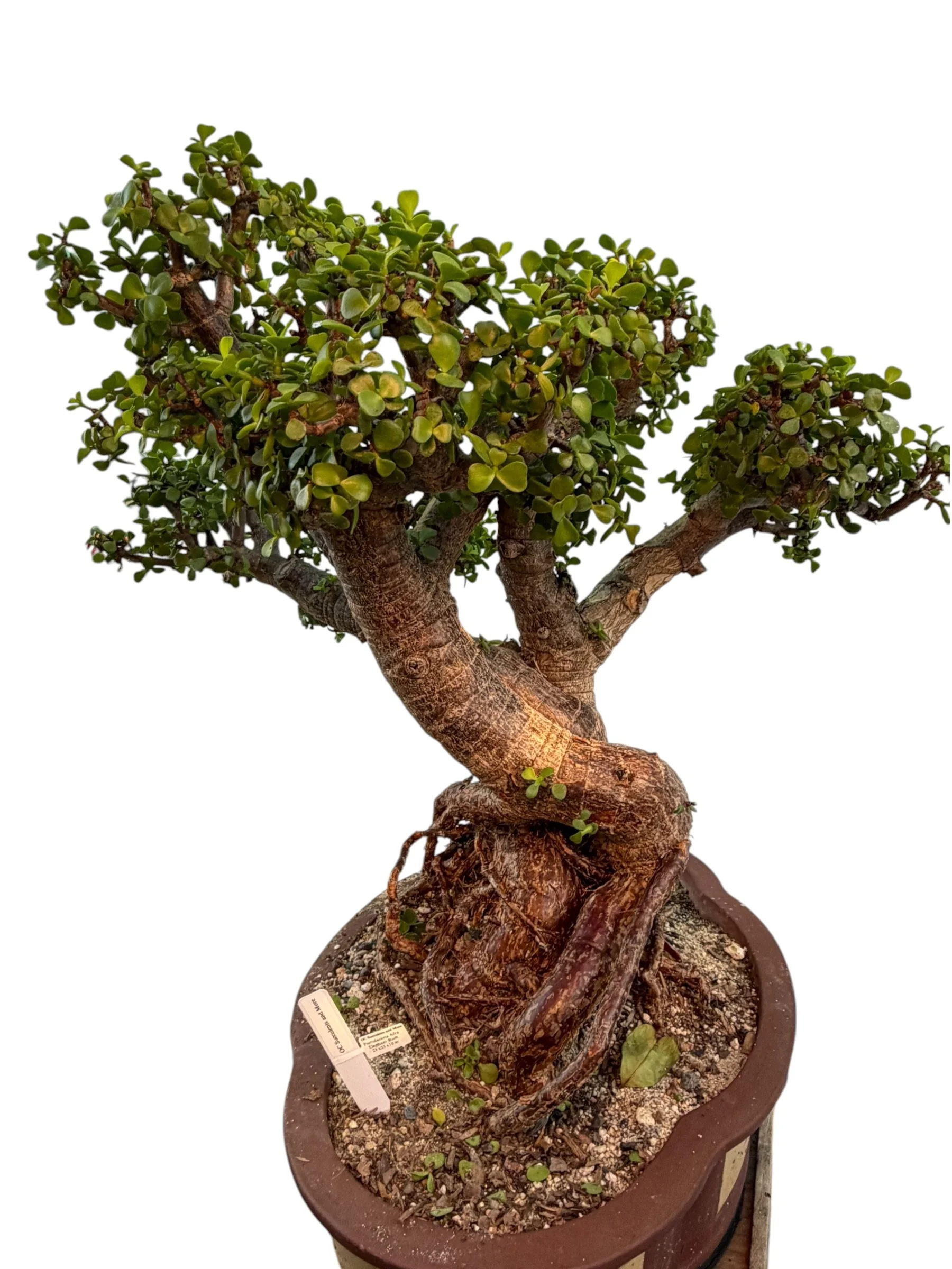 Live Portulacaria Afra | Elephant Bush Bonsai (34-inch) - view 3