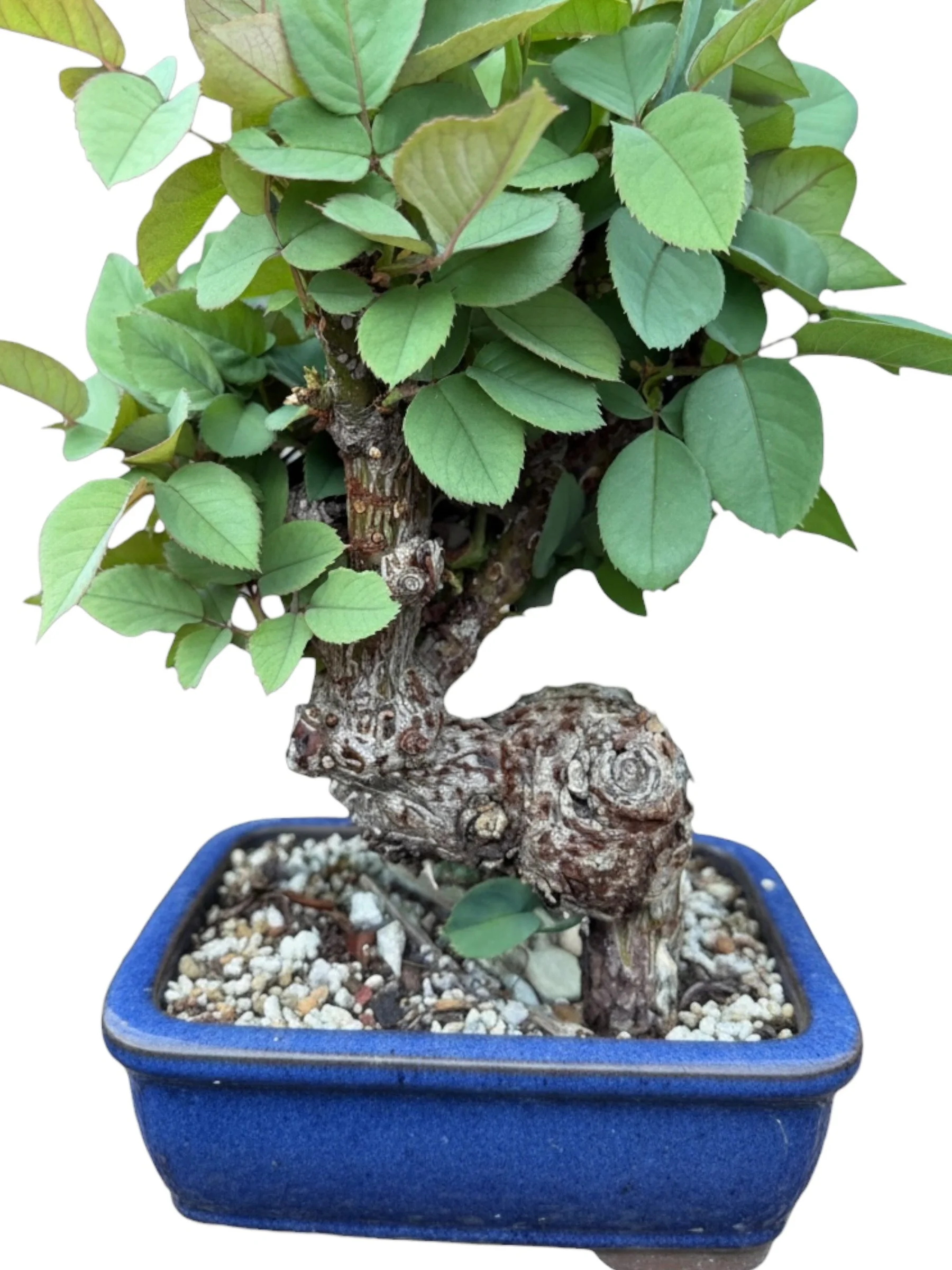 Rare Live Rose Bonsai Tree- Dramatic Right Angle Trunk