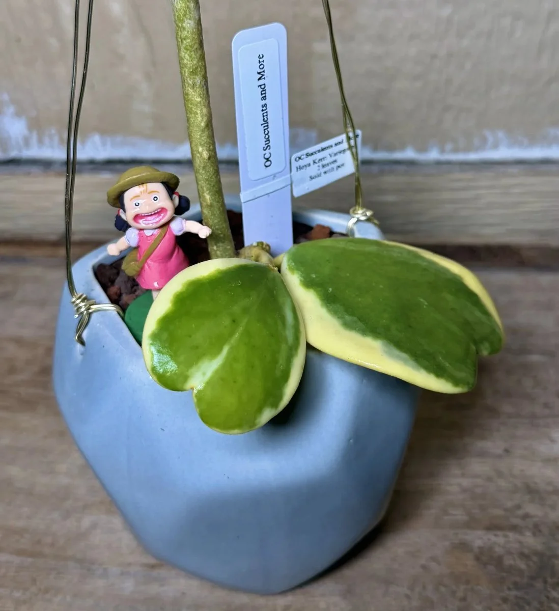 Hoya Kerrii Variegated | Sweetheart Plant | Hanging Pot Mei - view 6
