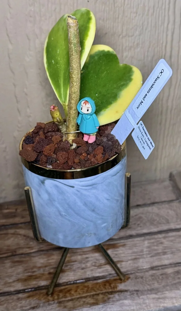 Hoya Kerrii Variegated | Sweetheart Plant | Marble Pot Ponyo - view 2