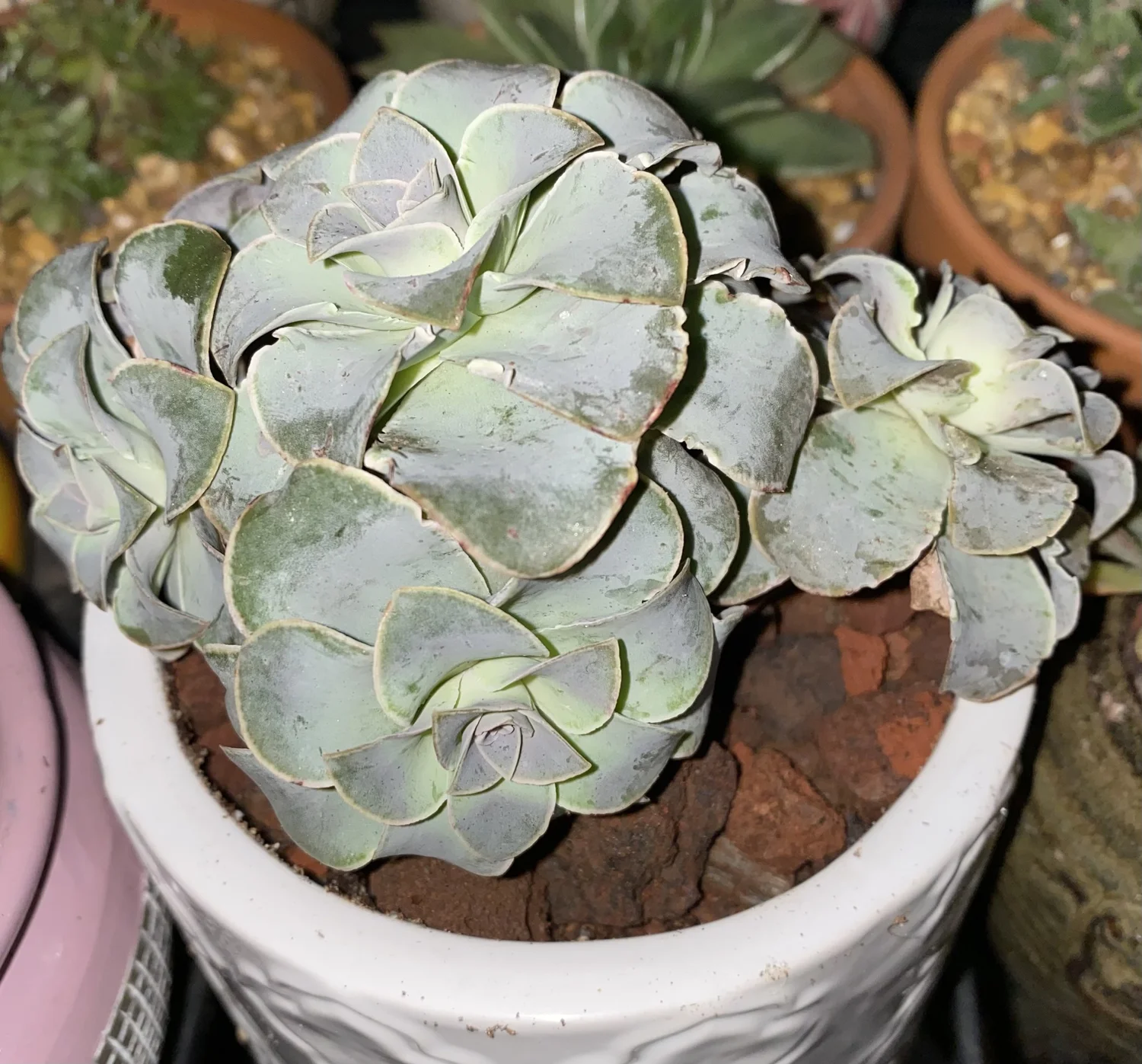Greenovia Diplocycla | Aeonium Diplocyclum | Green Rose | Greenovia  Diplocyclum | Aeonium Dodrantalis | Greenovia Dodrantalis | Mountain Rose |  Unique & Rare Varieties  OC Succulents And More