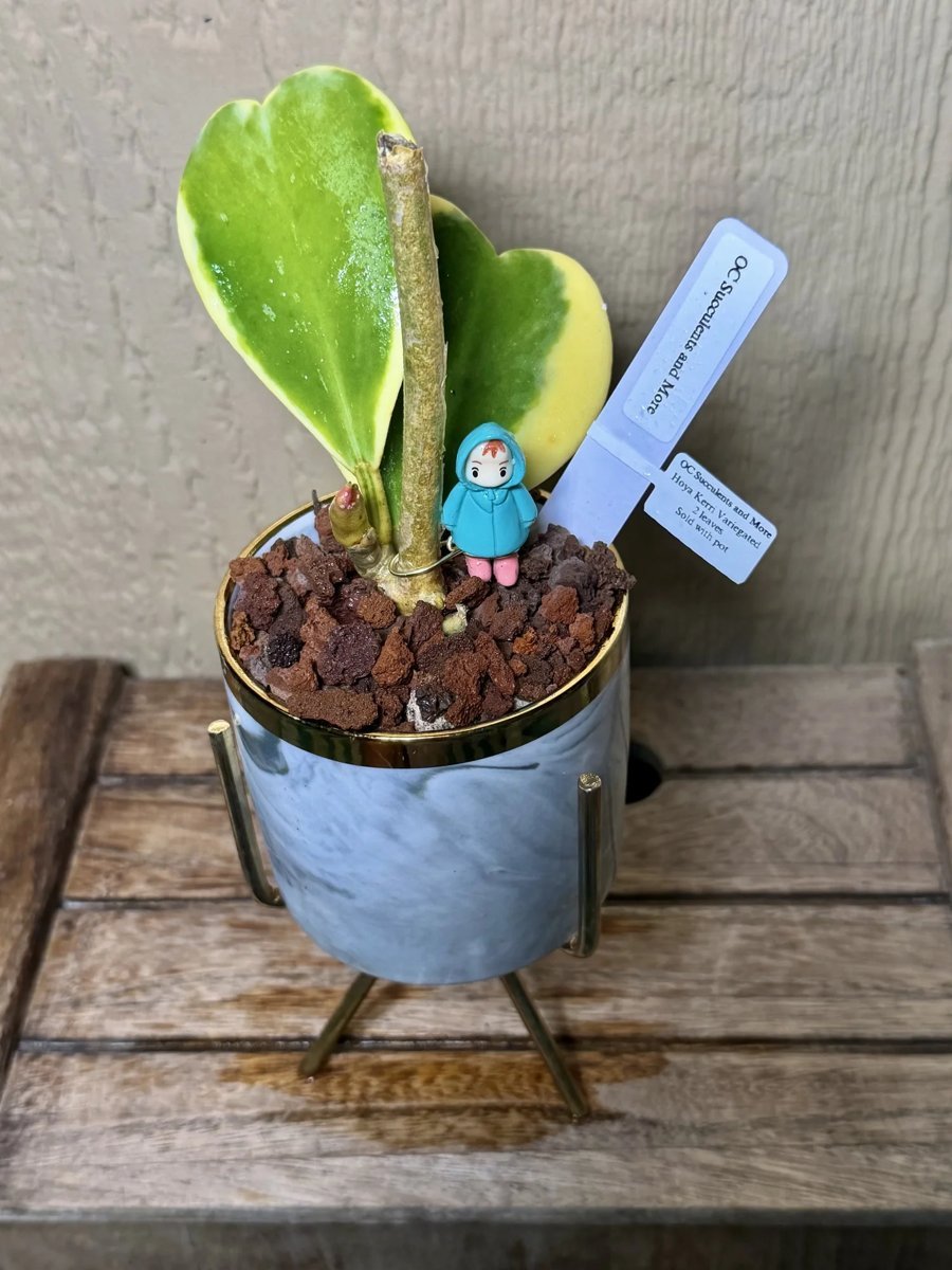 Hoya Kerrii Variegated | Sweetheart Plant | Marble Pot Ponyo - view 6
