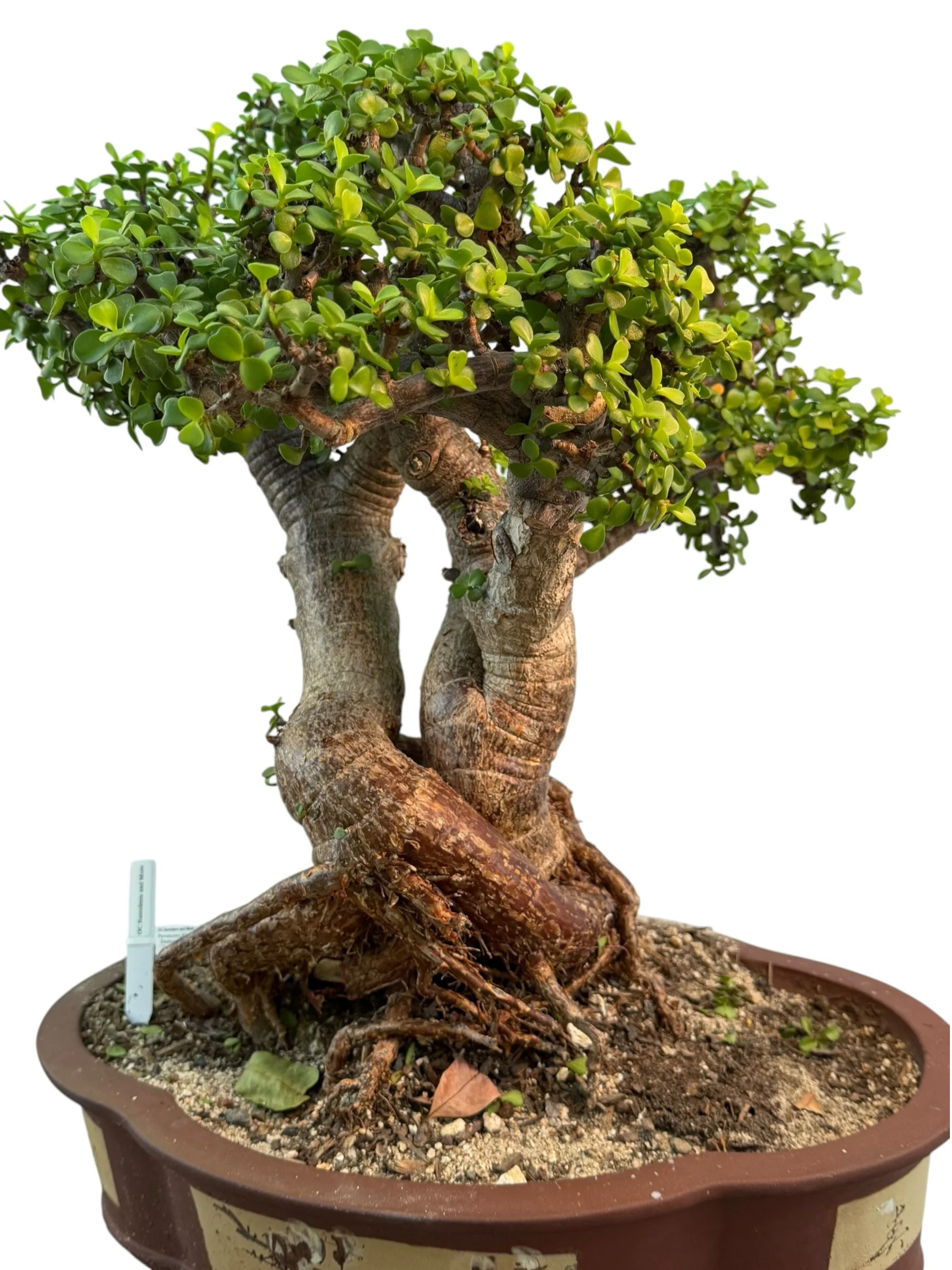 Live Portulacaria Afra | Elephant Bush Bonsai (34-inch) - view 13