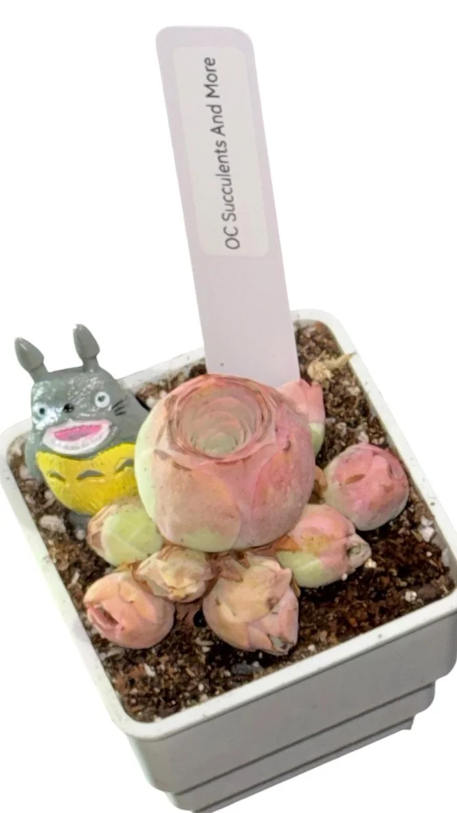Green Rose Buds Succulent | Rare Mountain Rose Plant