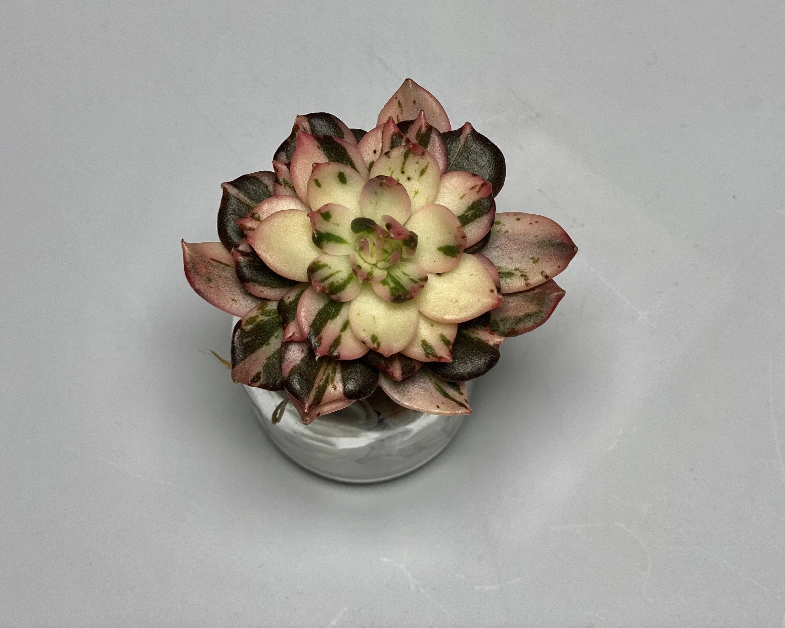 Echeveria Black Prince Variegated/Mutated- OC Succulents And More