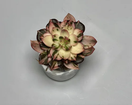 OC Succulents and More, business photo 8