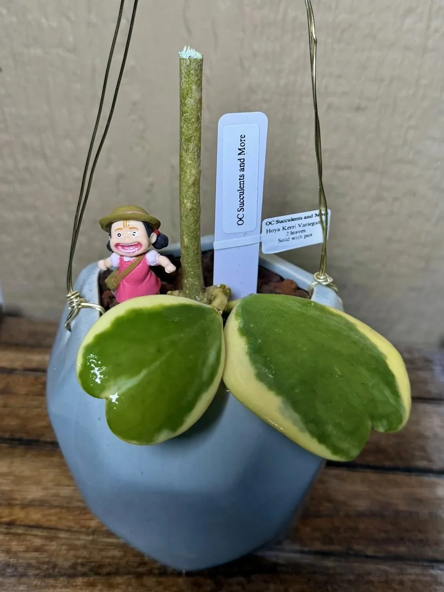 Hoya Kerrii Variegated | Sweetheart Plant | Hanging Pot Mei - view 2