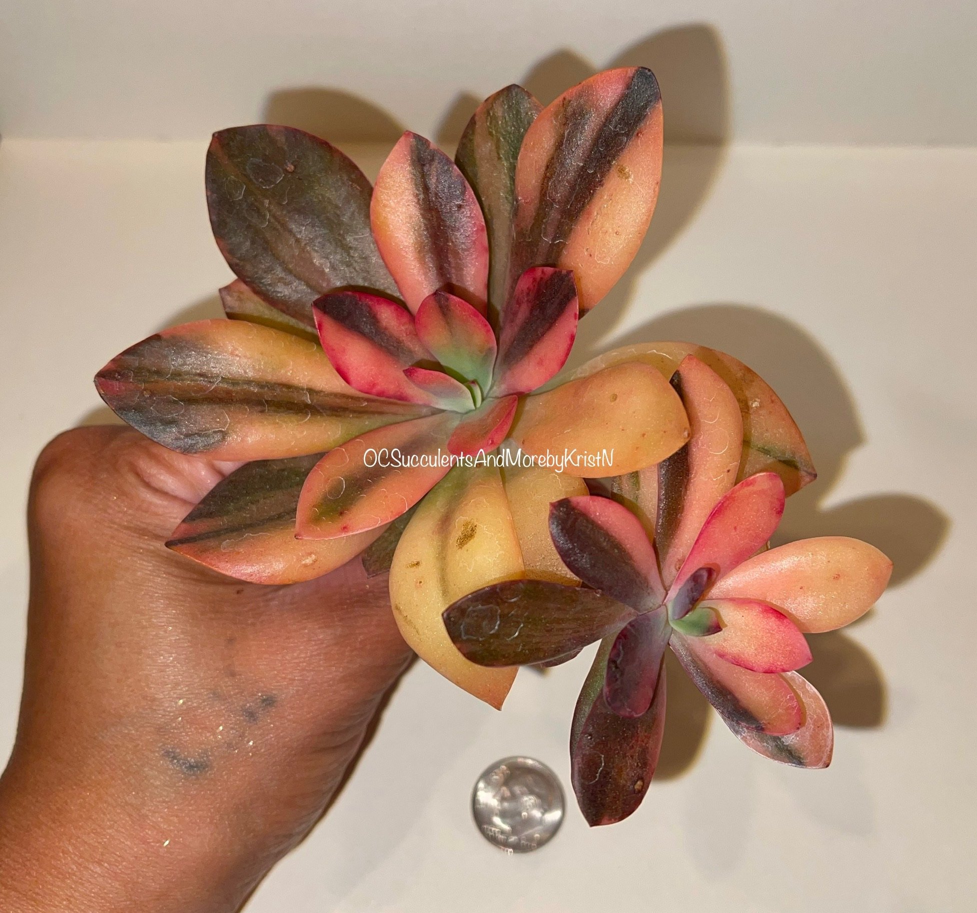 Echeveria Primadonna Variegated - OC Succulents And More