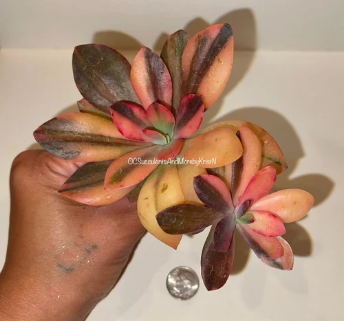 OC Succulents and More, business photo 6