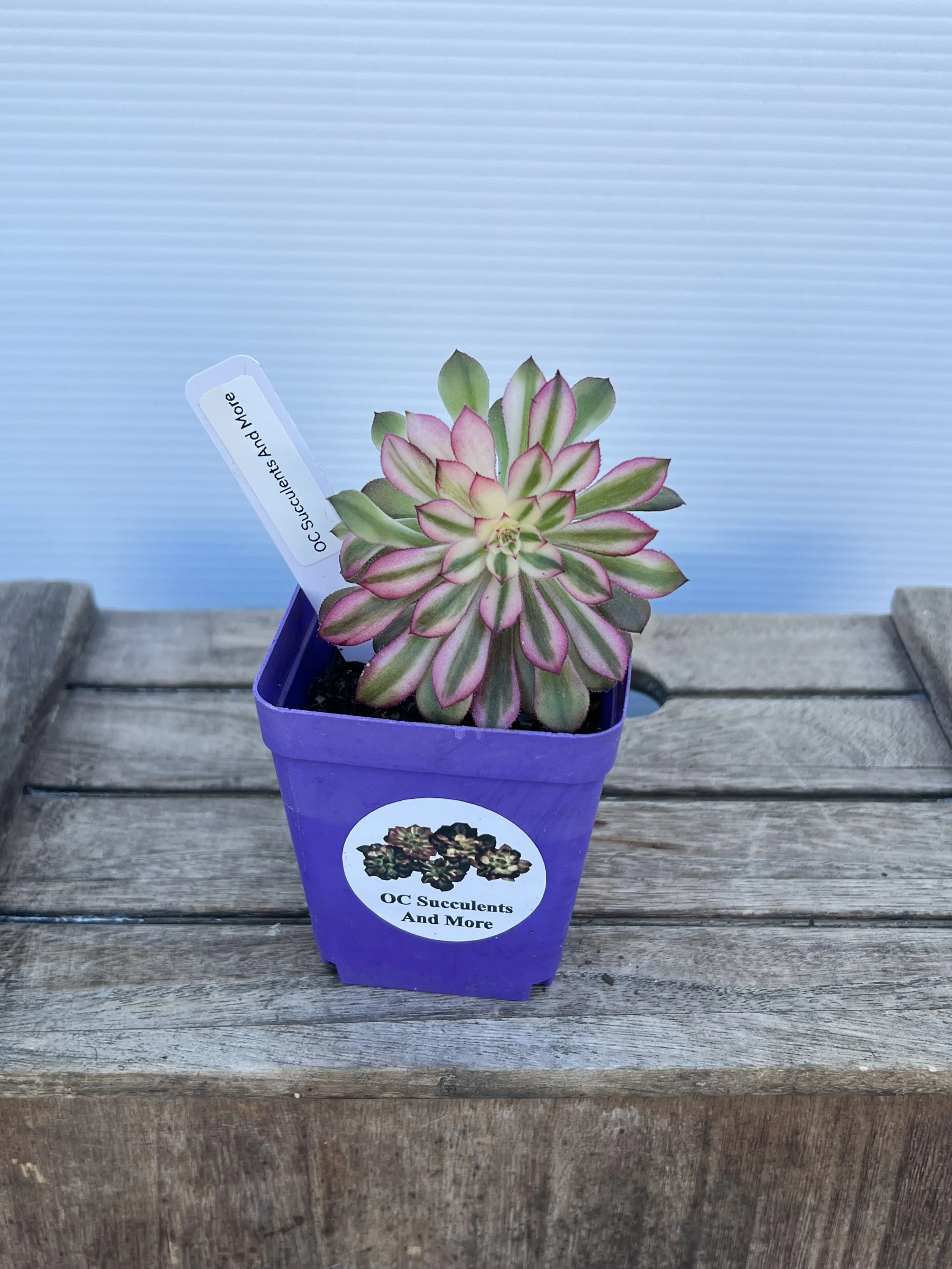 Aeonium Arboretum  Variegated| Korea Succulent  | Unique & Rare Varieties (Copy)