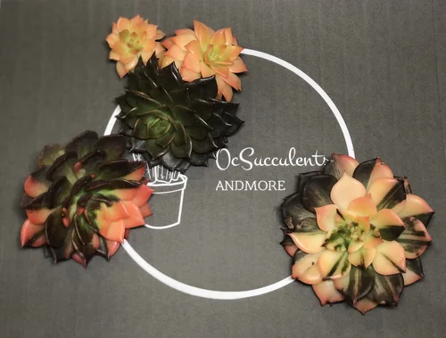 OC Succulents and More, business photo 7