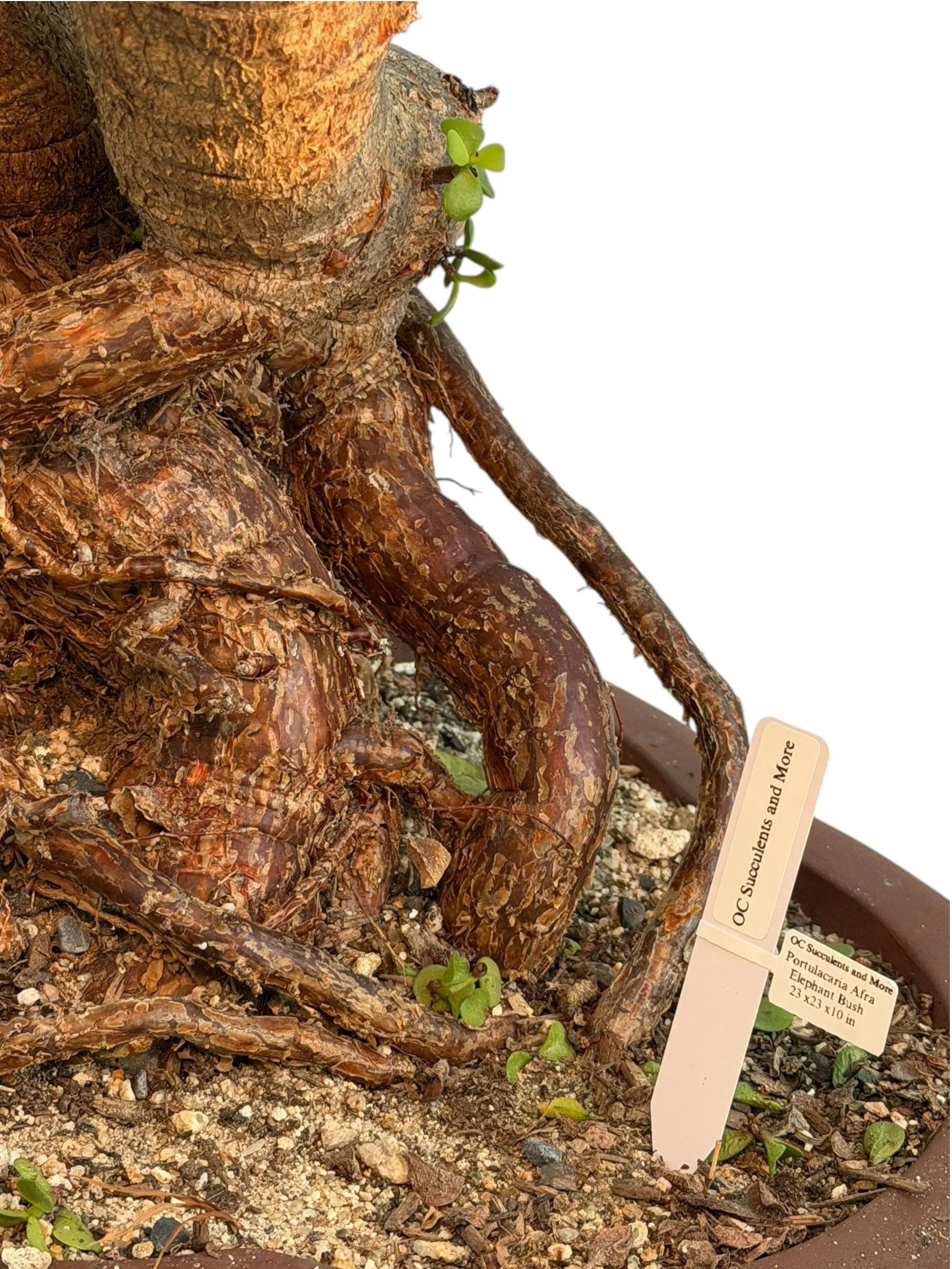 Live Portulacaria Afra | Elephant Bush Bonsai (34-inch)