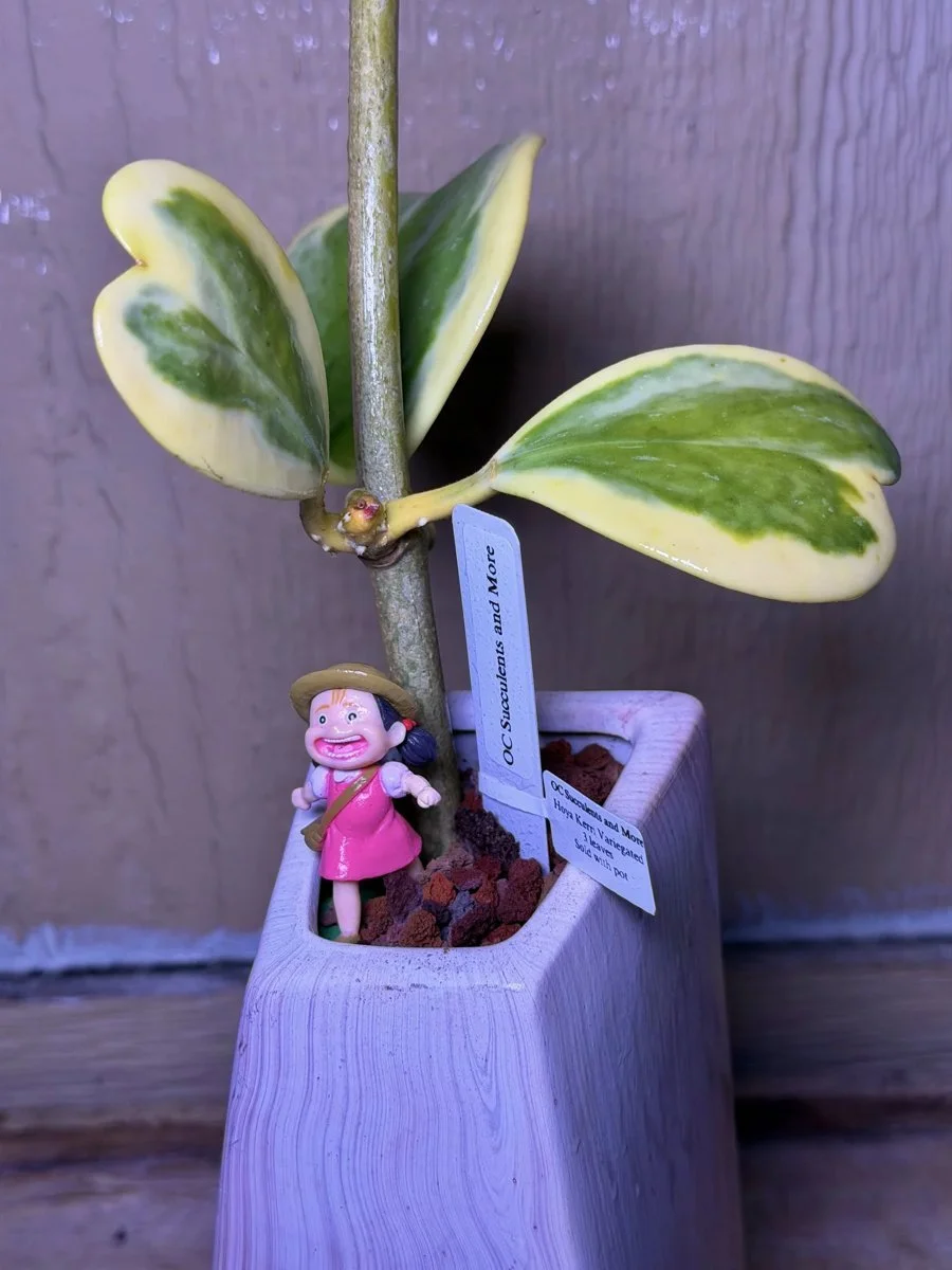 Hoya Kerrii Variegated | Sweetheart Plant | Lilac Vase Mei - view 3