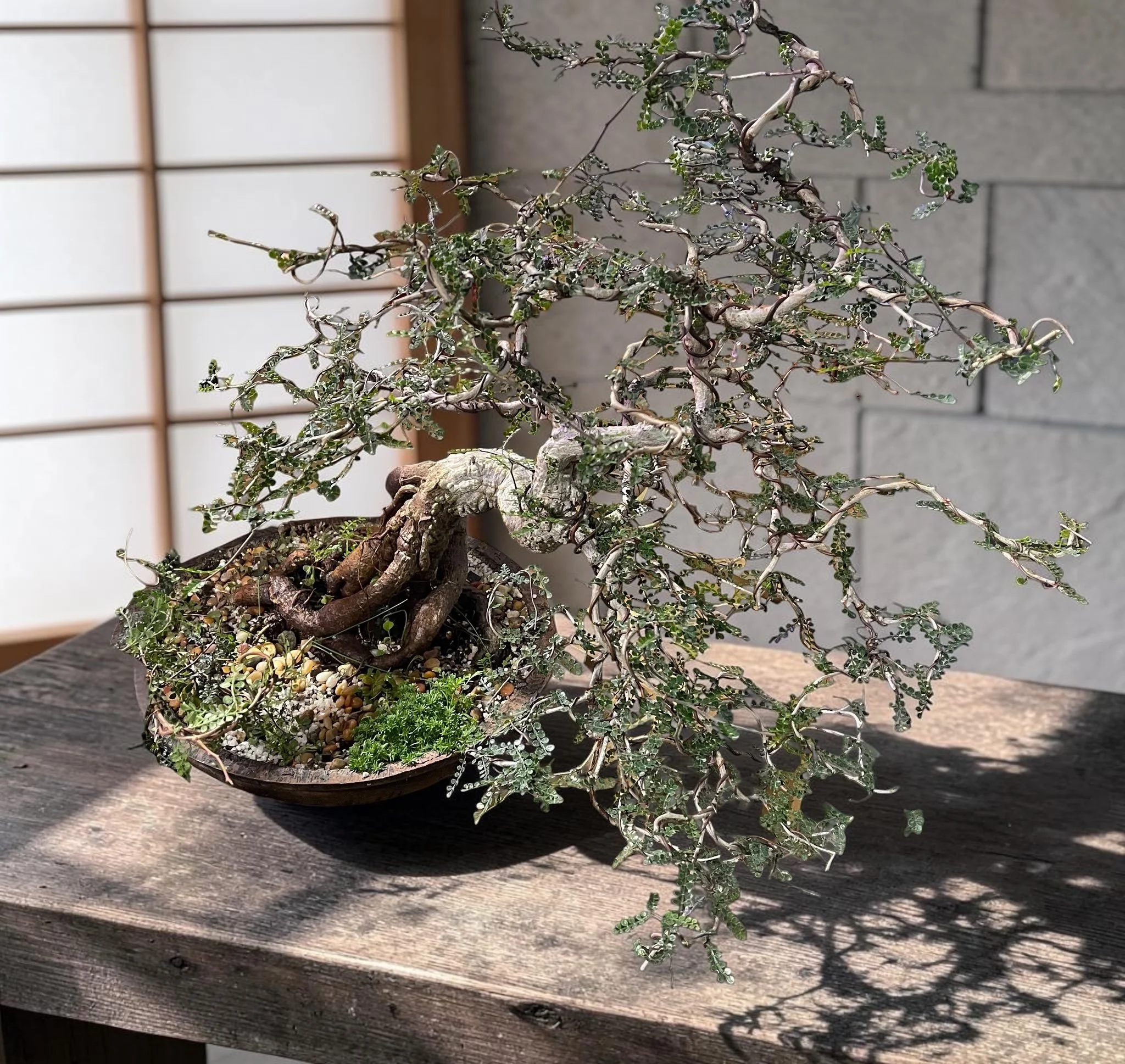 Madagascar elephant bonsai tree -Operculicarya decaryii, by OC Succulents and More