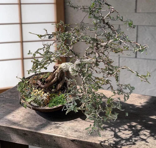 OC Succulents and More, business photo 3