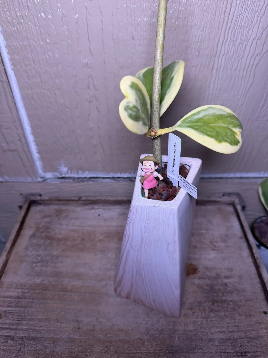Hoya Kerrii Variegated | Sweetheart Plant | Lilac Vase Mei
