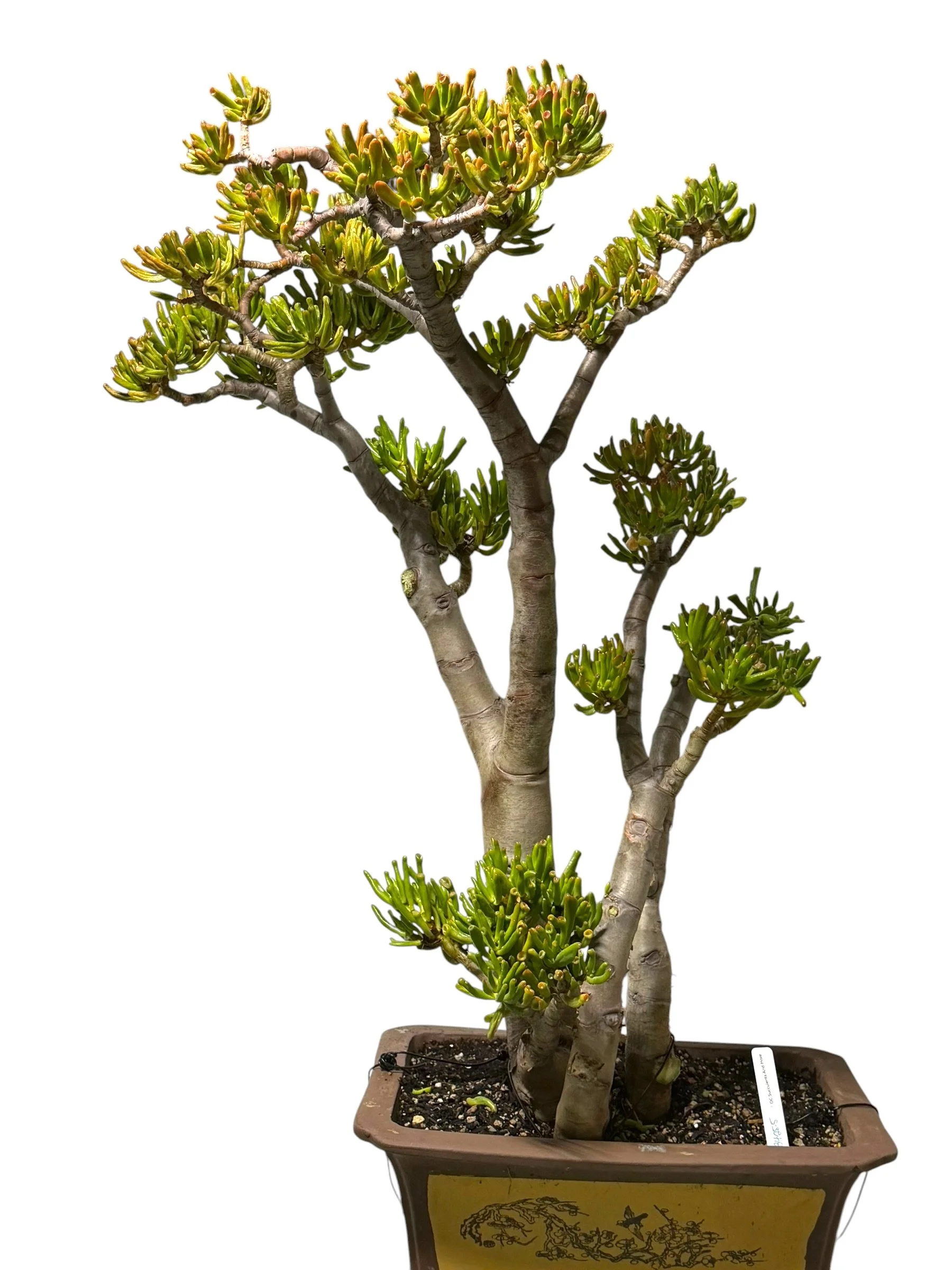 Crassula Ovata Gollum | Trumpet Jade | Upright Bonsai