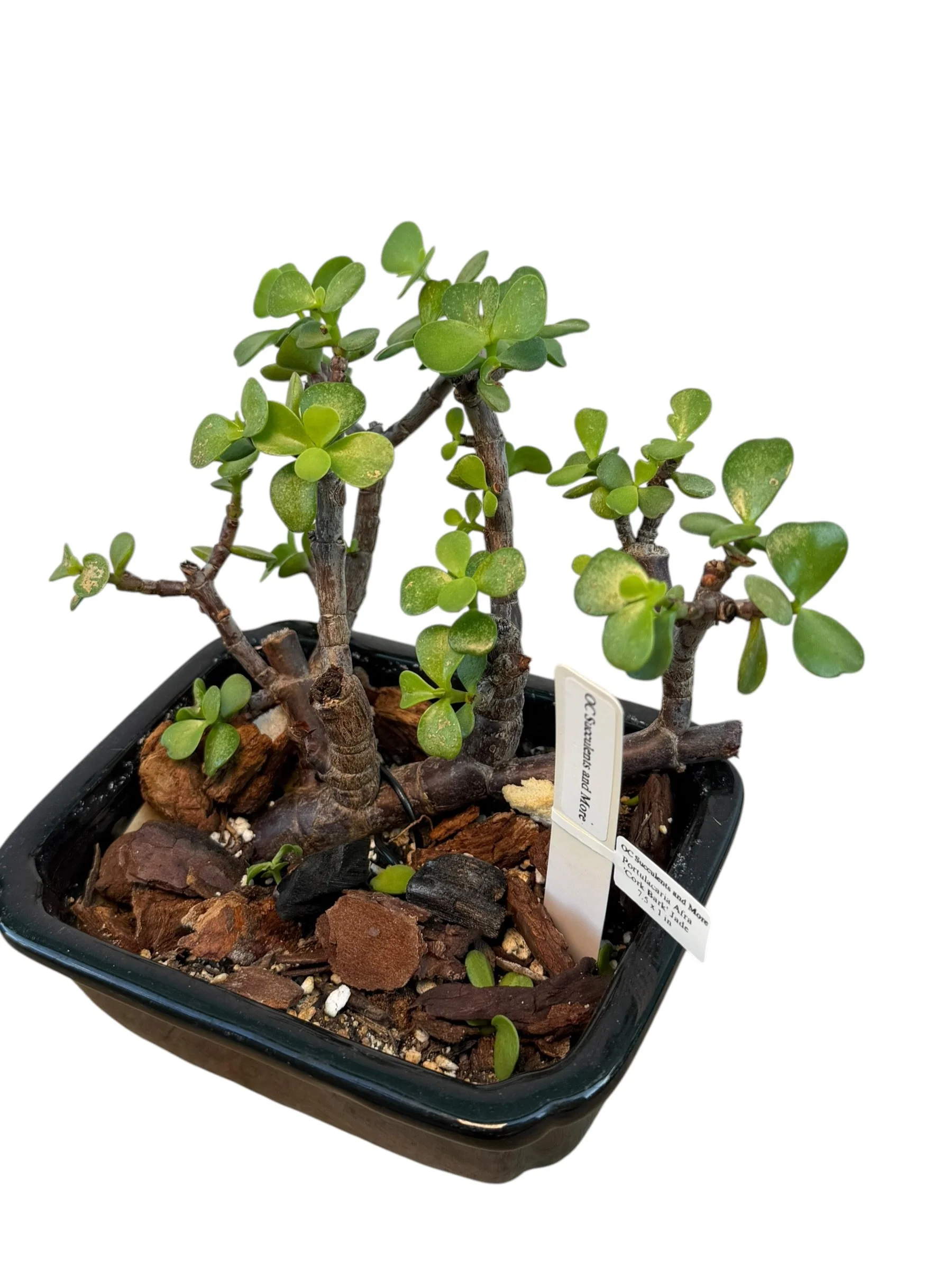 Portulacaria Afra | Elephant Bush Bonsai | Multi-Trunk - view 4