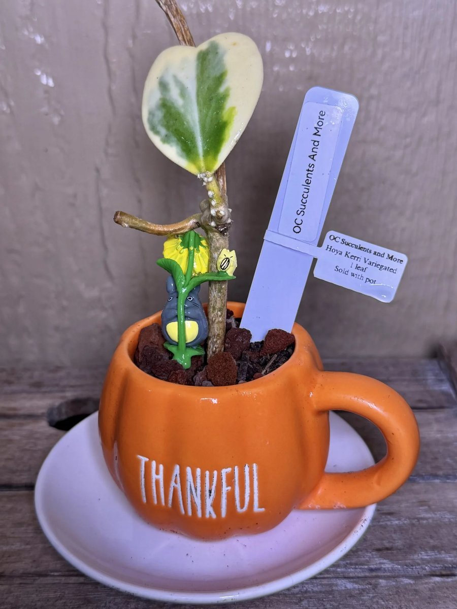 Hoya Kerrii Variegated | Sweetheart Plant | Thankful Mug Set