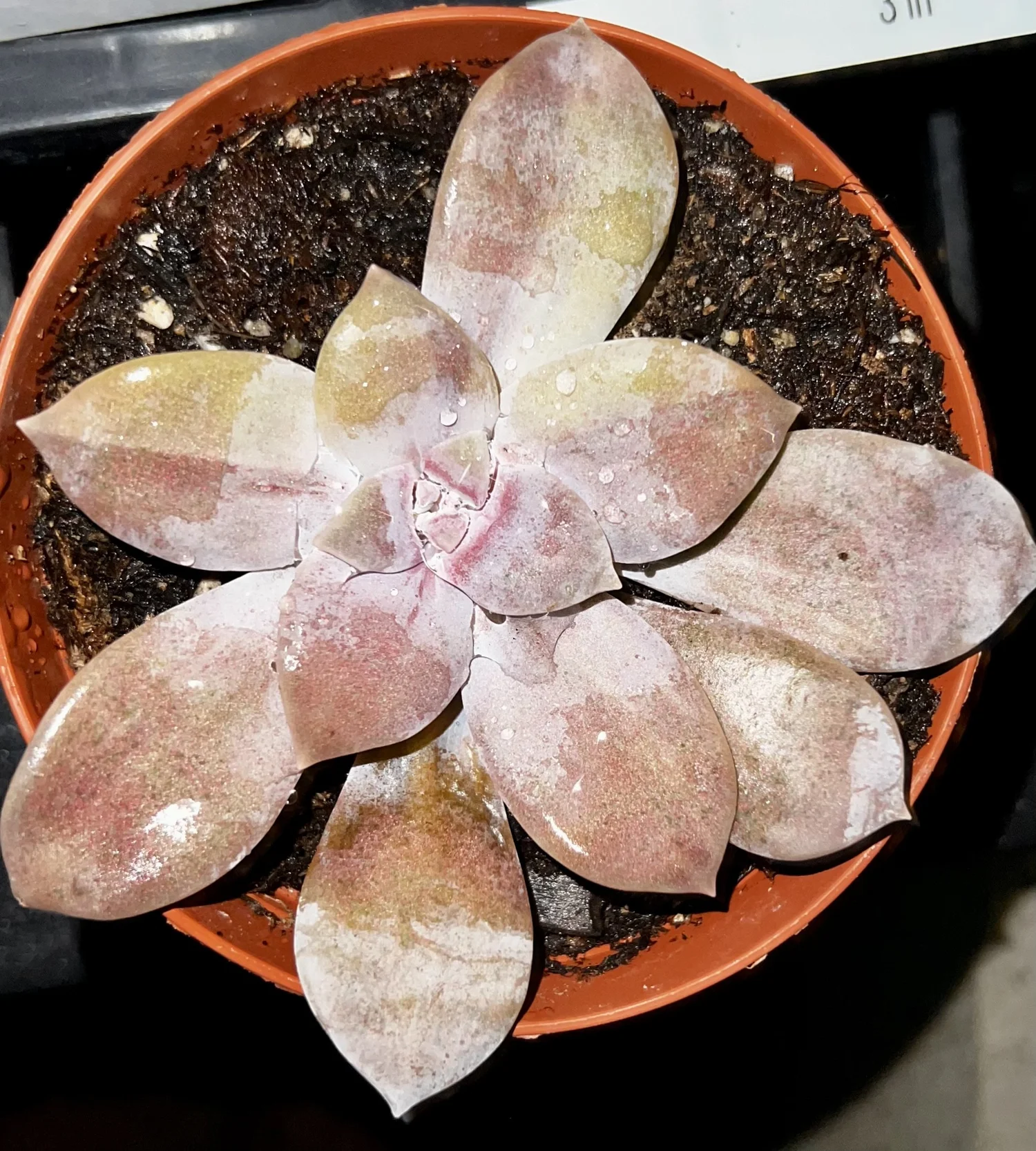 Graptopetalum Superbum Variegated | Korea Succulent | Unique & Rare  Varieties |  OC Succulents And More