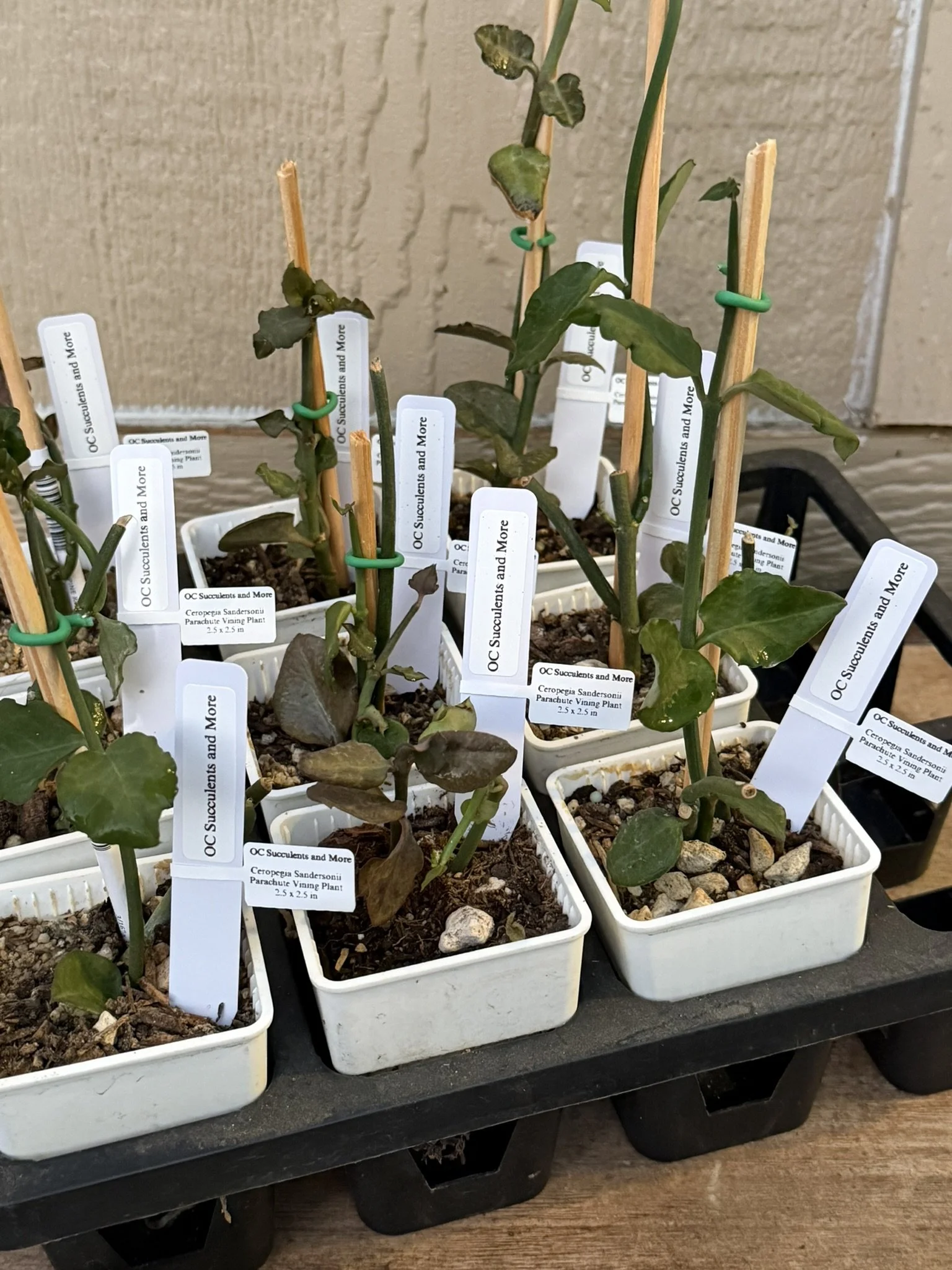 Ceropegia sandersonii — Parachute Plant