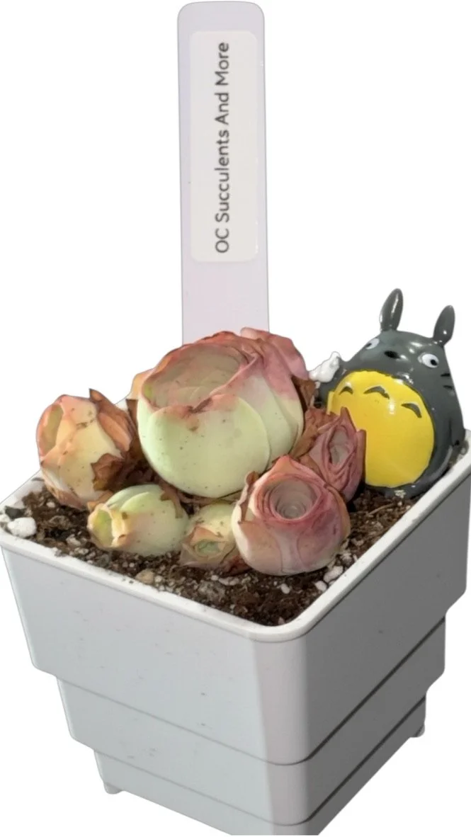 Aeonium Aureum Mountain Rose | Rare Imported Succulent