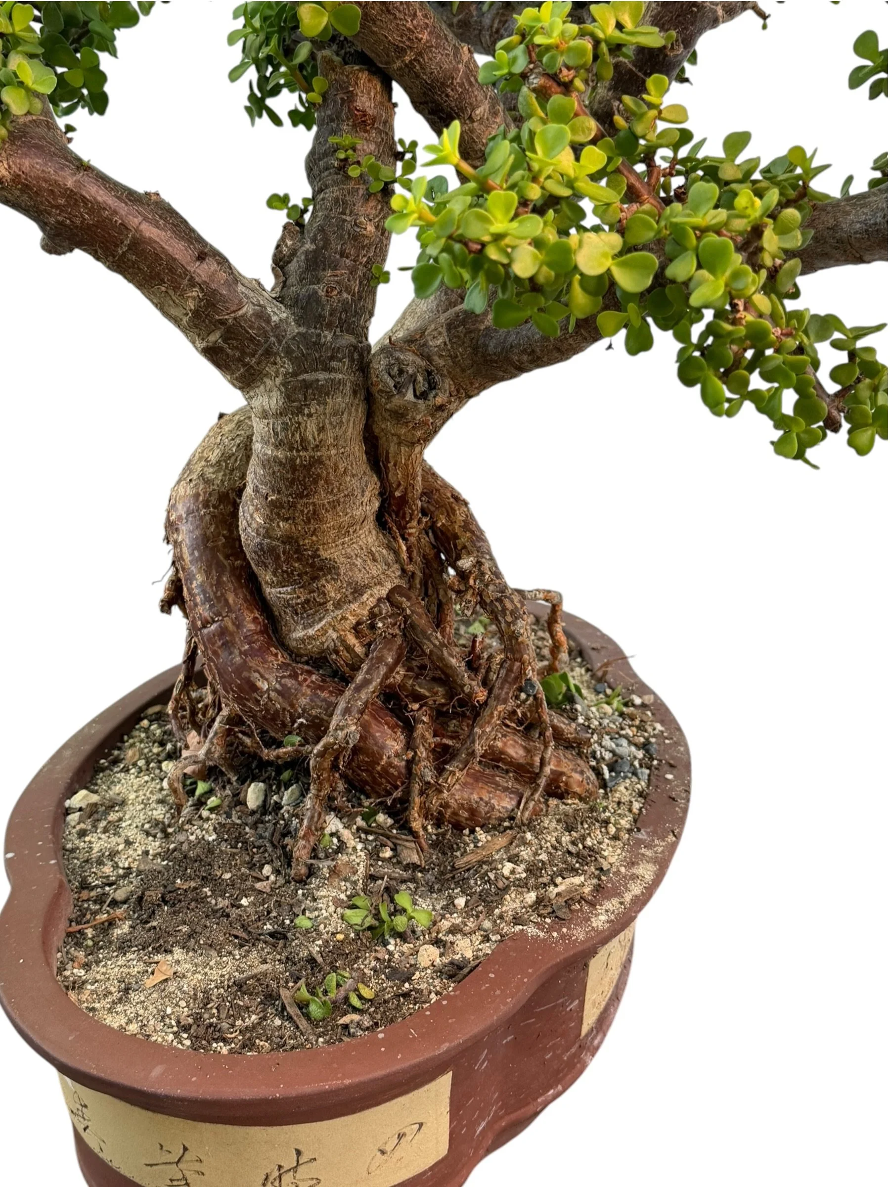Live Portulacaria Afra | Elephant Bush Bonsai (34-inch) - view 14
