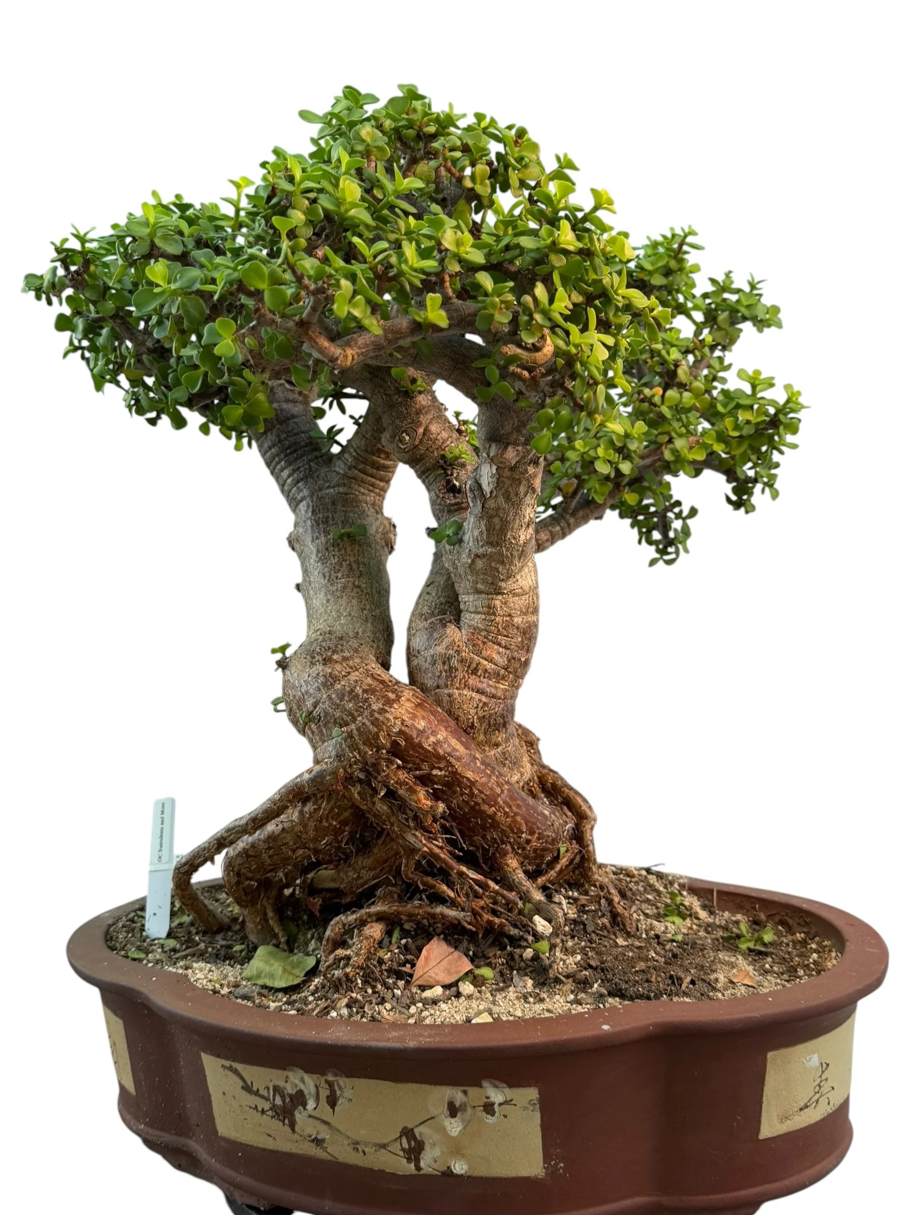 Live Portulacaria Afra | Elephant Bush Bonsai (34-inch) - view 9