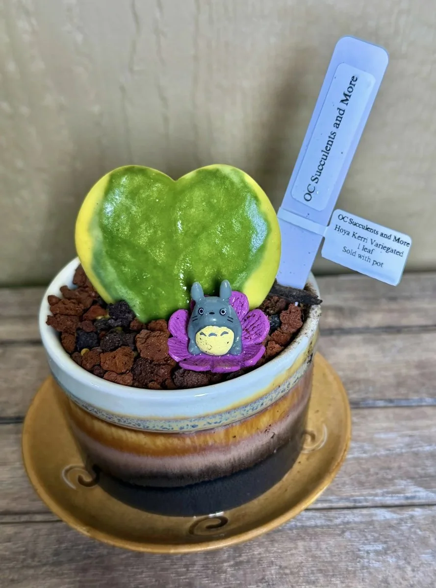 Hoya Kerrii Variegated | Sweetheart Plant | Amber Pot Totoro - view 2