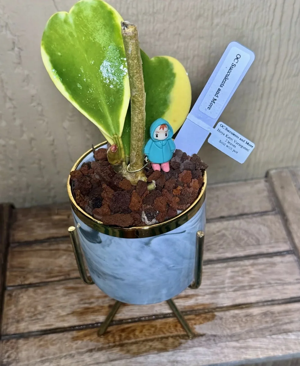 Hoya Kerrii Variegated | Sweetheart Plant | Marble Pot Ponyo - view 5