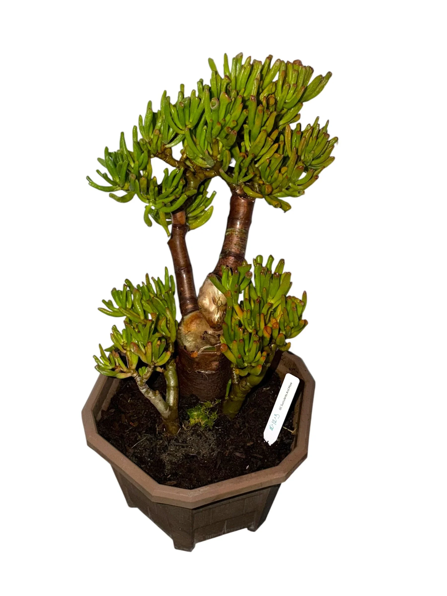 Live Crassula Ovata Gollum | Gollum Jade | Hobbit Jade