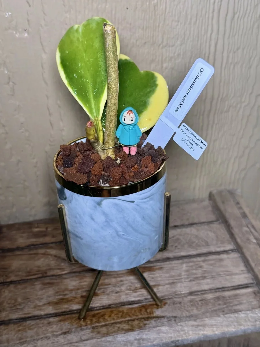 Hoya Kerrii Variegated | Sweetheart Plant | Marble Pot Ponyo