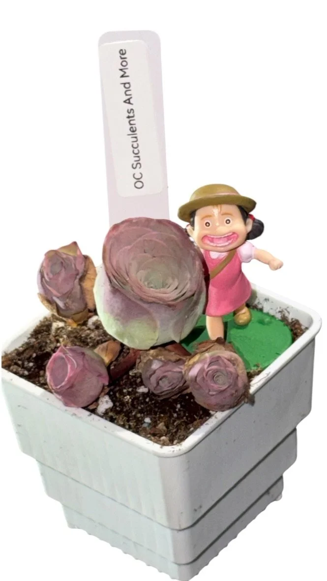 Live Mountain Rose | Aeonium Aureum | Green Rose Buds