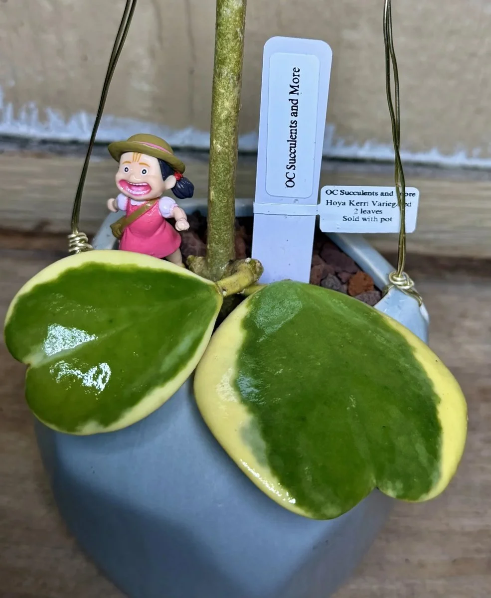 Hoya Kerrii Variegated | Sweetheart Plant | Hanging Pot Mei - view 5