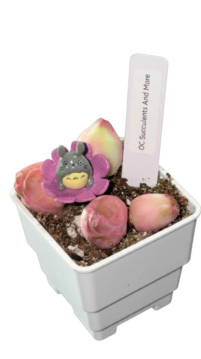 Live Green Rose Buds | Mountain Rose | Aeonium Aureum