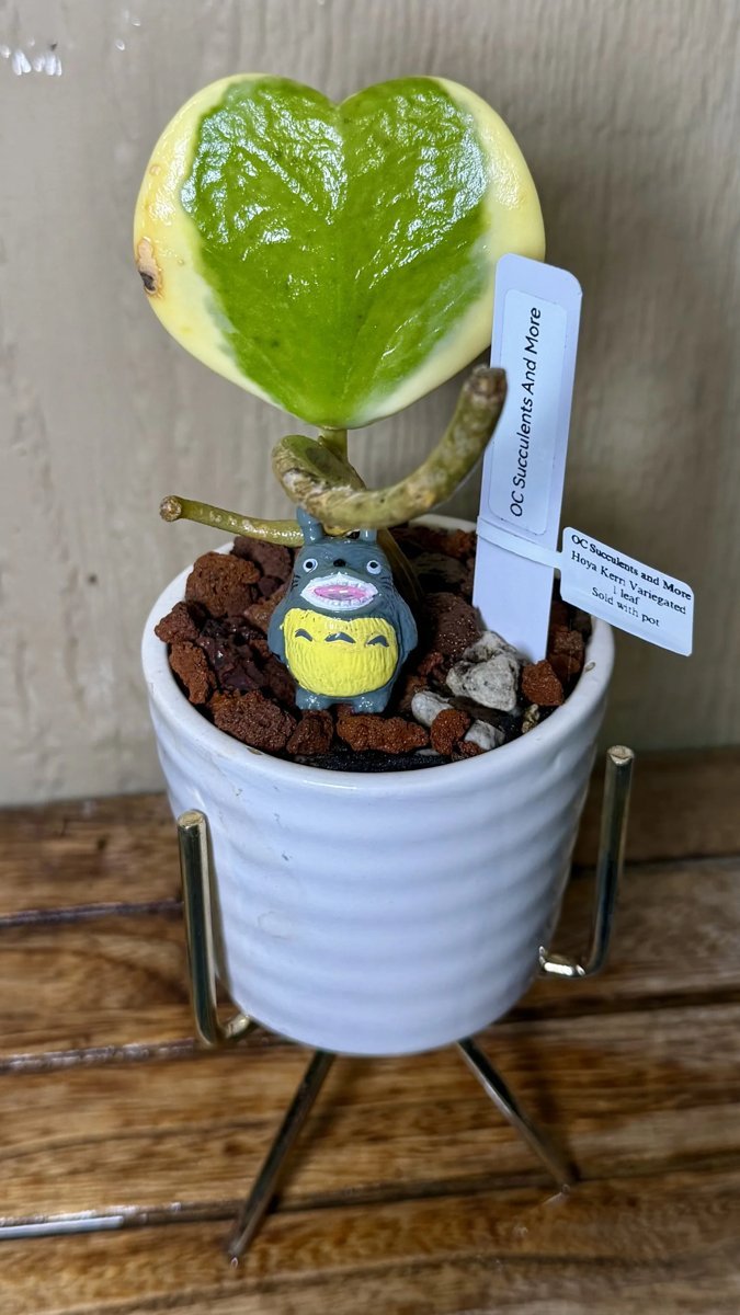 Hoya Kerrii Variegated | Sweetheart Plant | Ribbed Pot Set - view 7