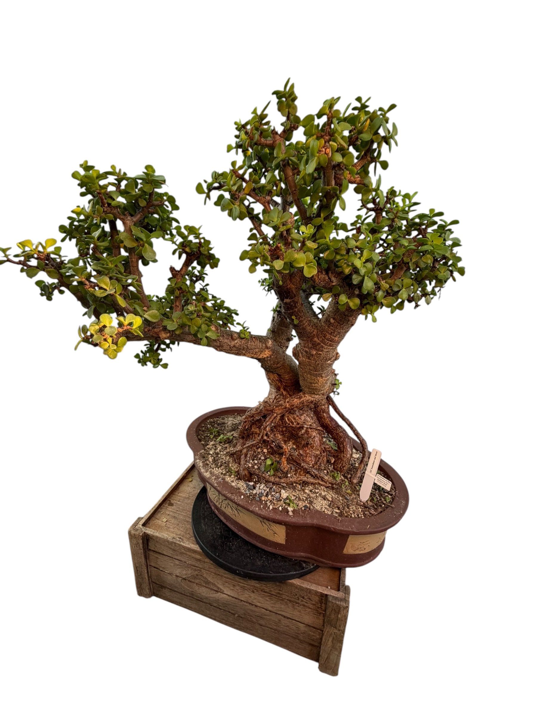 Live Portulacaria Afra | Elephant Bush Bonsai (34-inch) - view 7