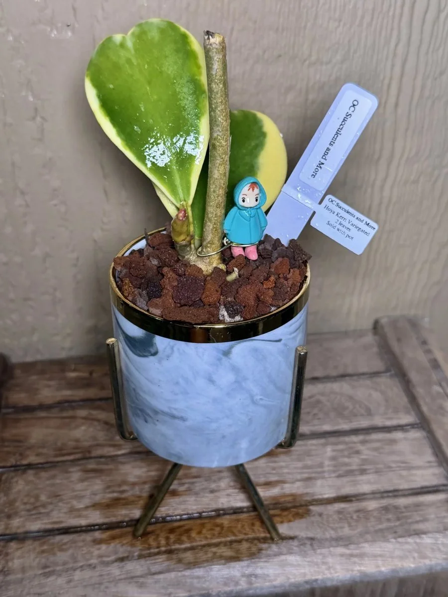 Hoya Kerrii Variegated | Sweetheart Plant | Marble Pot Ponyo - view 4
