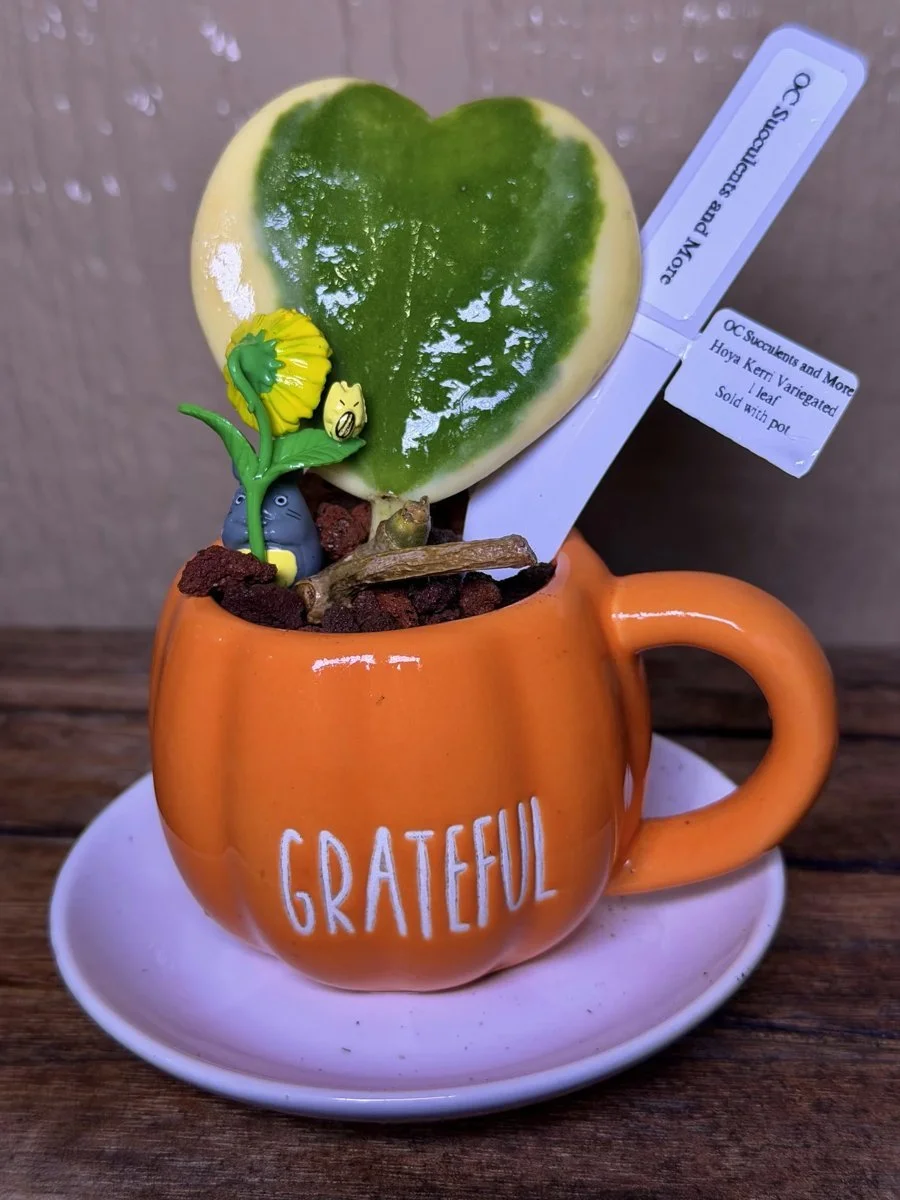 Hoya Kerrii Variegated | Sweetheart Plant | Grateful Mug Set - view 3
