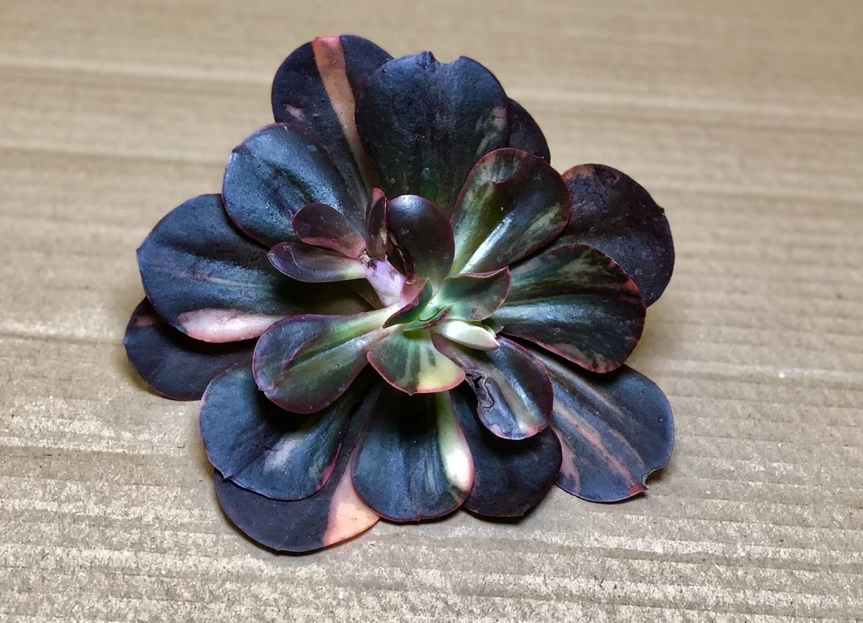 Echeveria Primadonna Variegated - OC Succulents And More