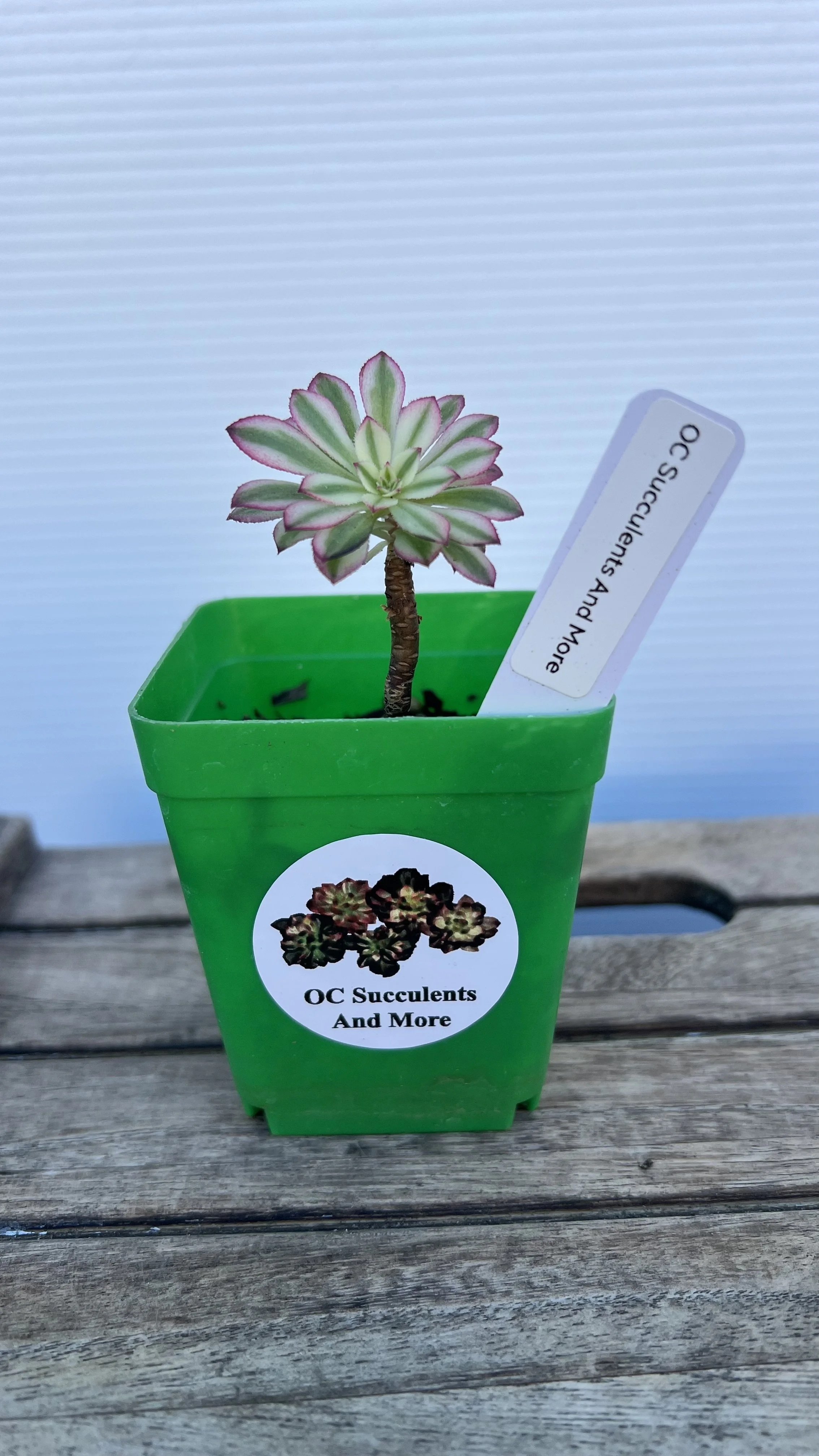 Aeonium Arboretum  Variegated| Korea Succulent  | Unique & Rare Varieties (Copy) (Copy)